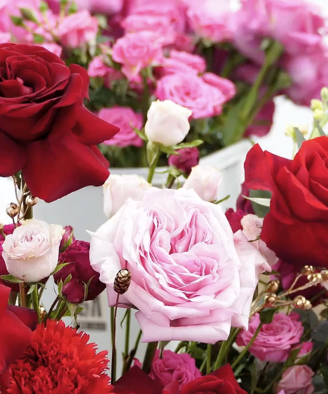 close up of pink and red roses